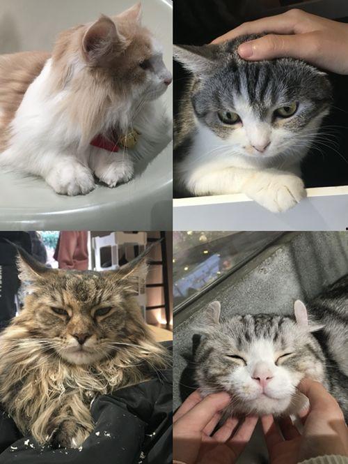 娱乐吃瓜酱猫咖,猫咪与娱乐的完美融合