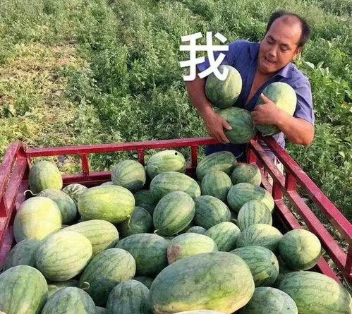 娱乐圈吃瓜是什么